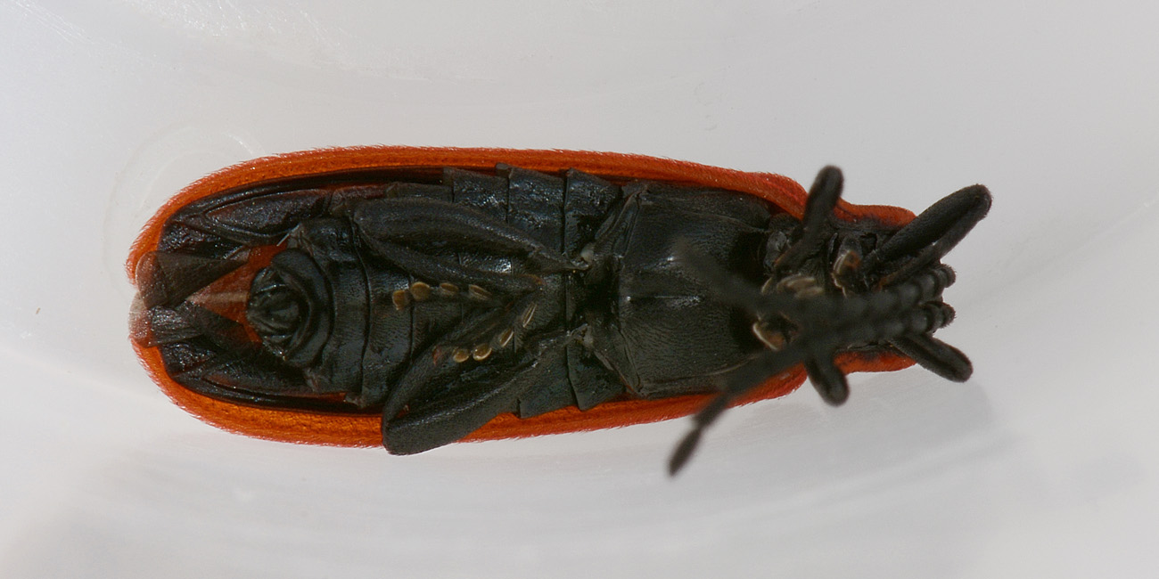 Lygistopterus anorachilus (Lycidae)